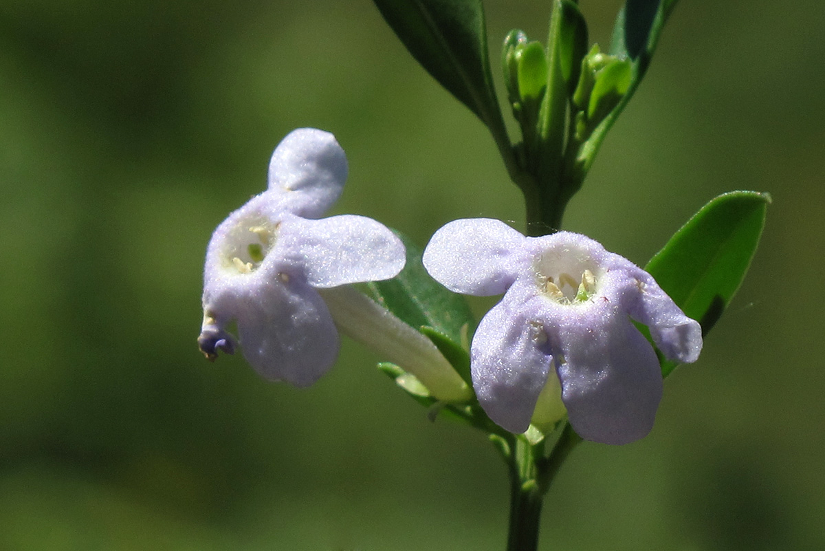 Freylinia tropica