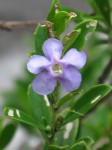 Freylinia tropica
