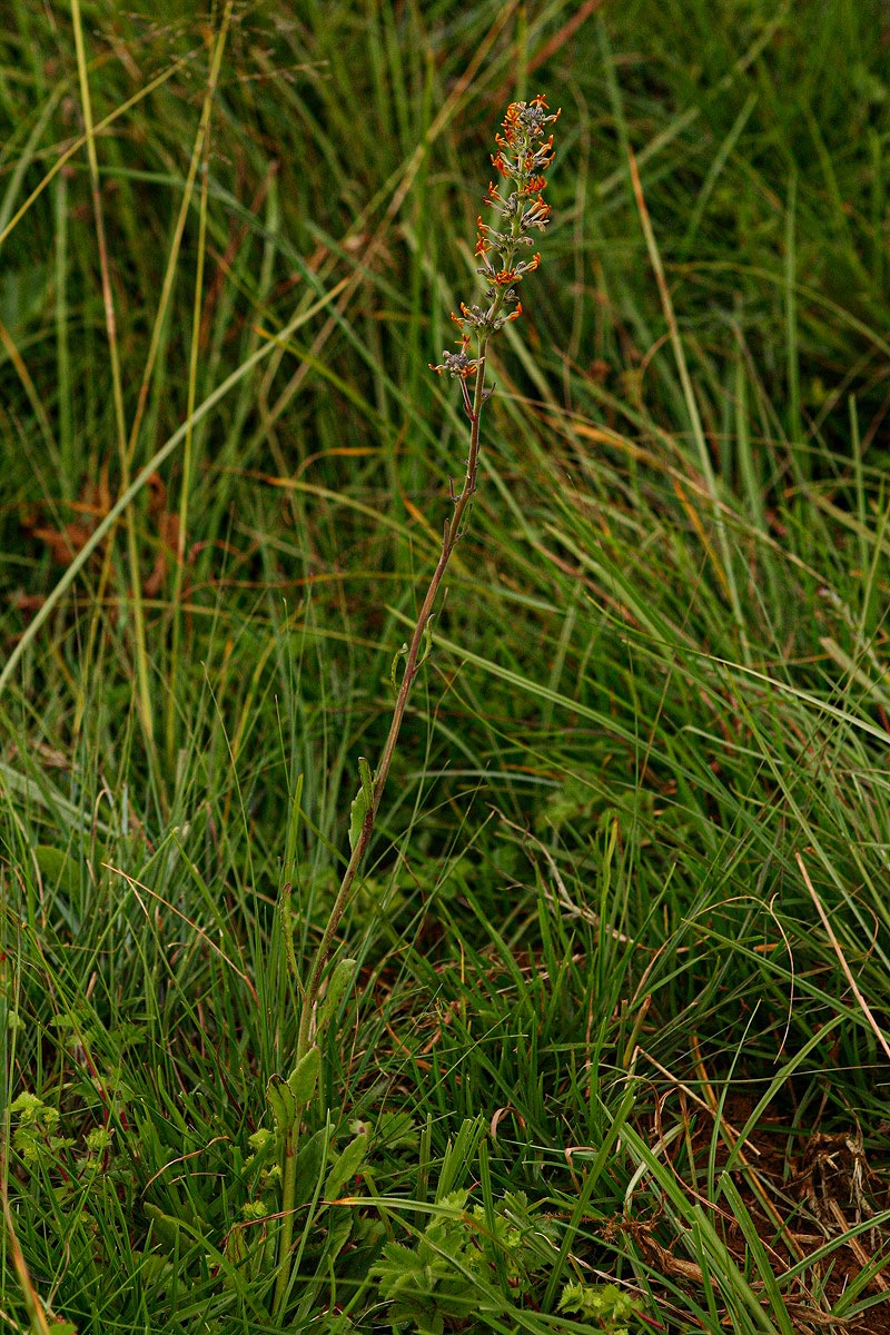 Manulea rhodesiana