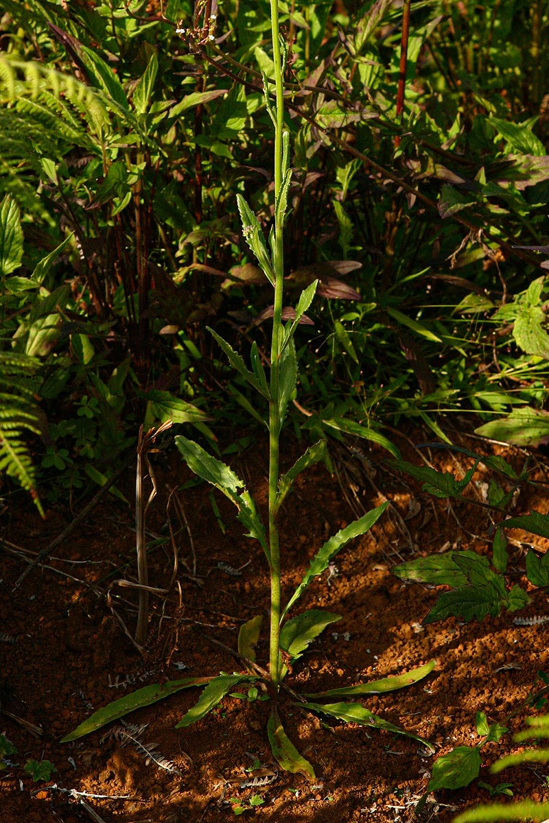Manulea rhodesiana
