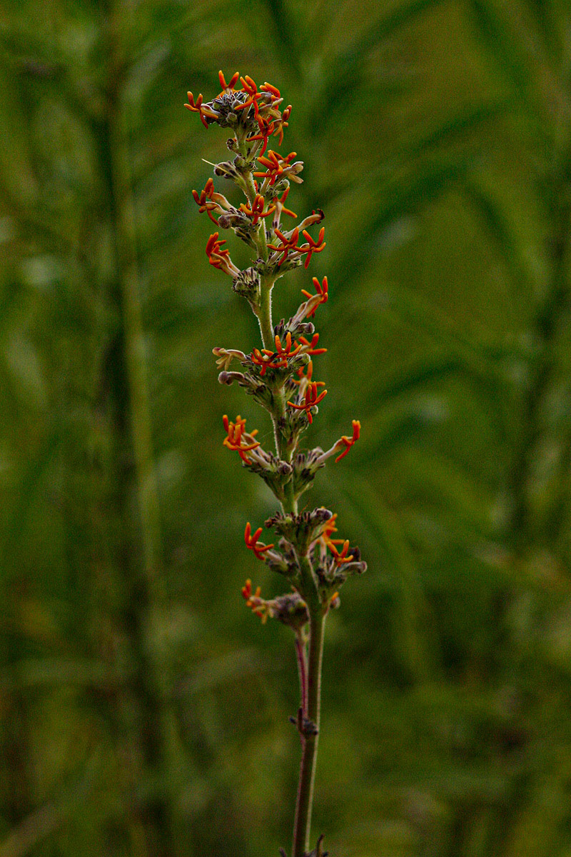Manulea rhodesiana