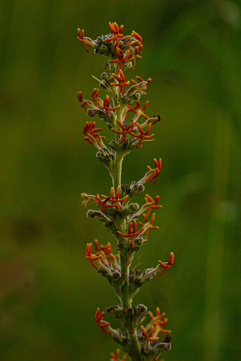 Manulea rhodesiana