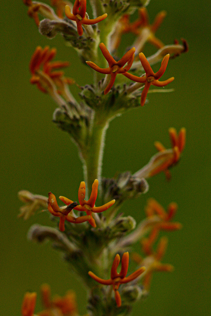 Manulea rhodesiana