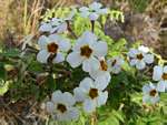 Jamesbrittenia carvalhoi