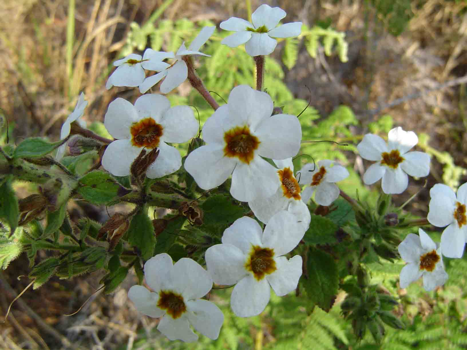 Jamesbrittenia carvalhoi