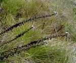Jamesbrittenia carvalhoi