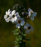 Jamesbrittenia carvalhoi
