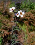 Jamesbrittenia carvalhoi