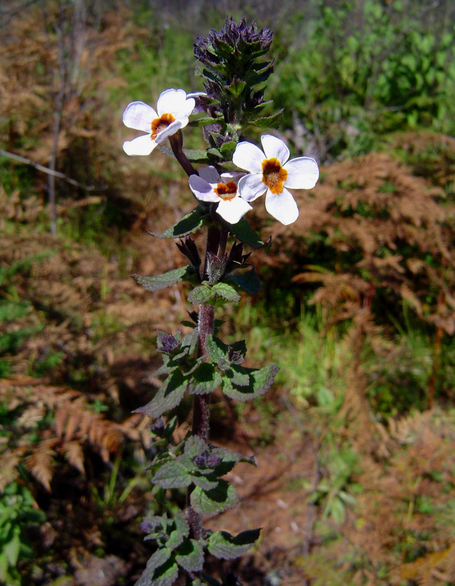 Jamesbrittenia carvalhoi
