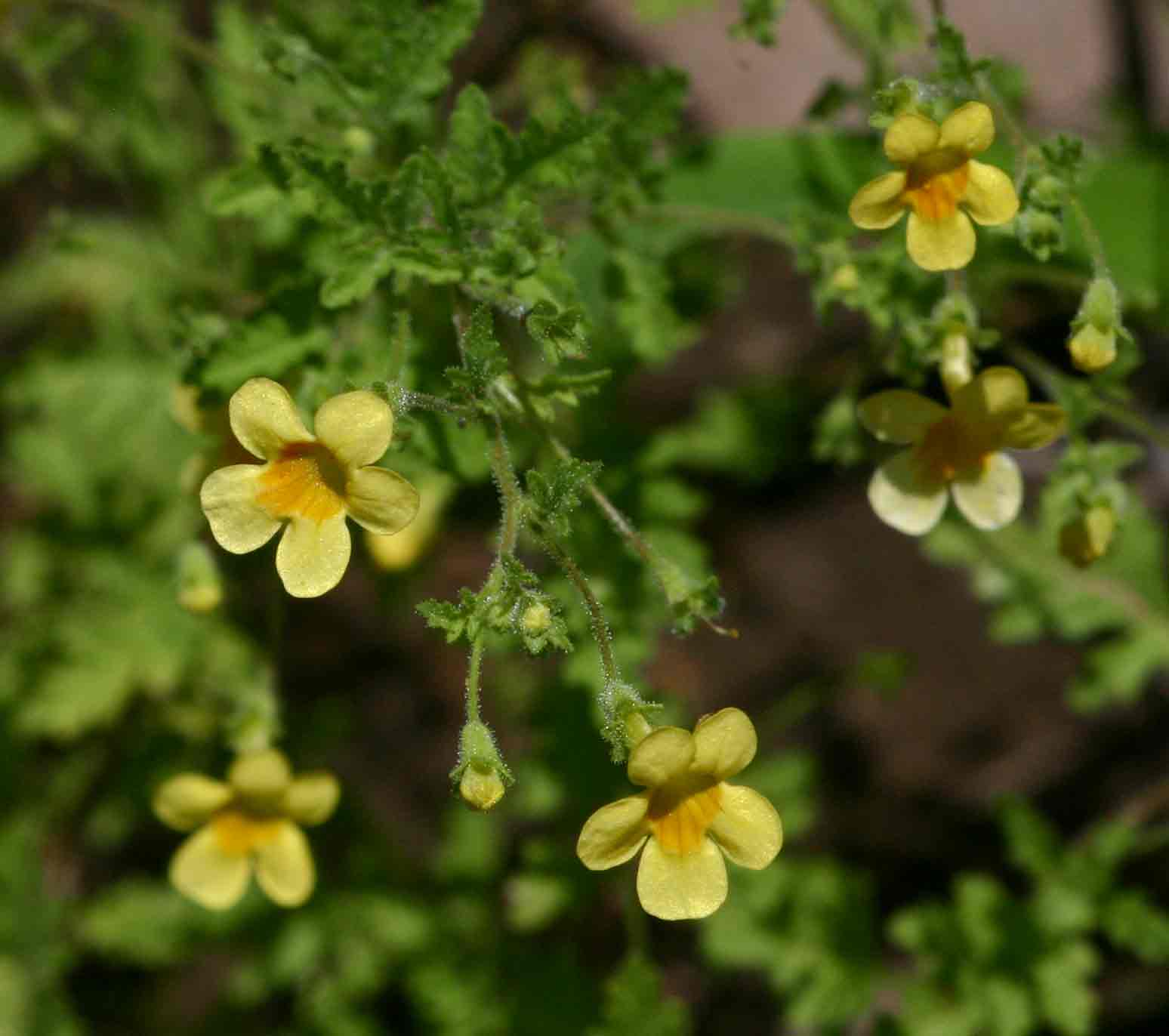 Jamesbrittenia micrantha