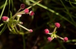 Zaluzianskya tropicalis