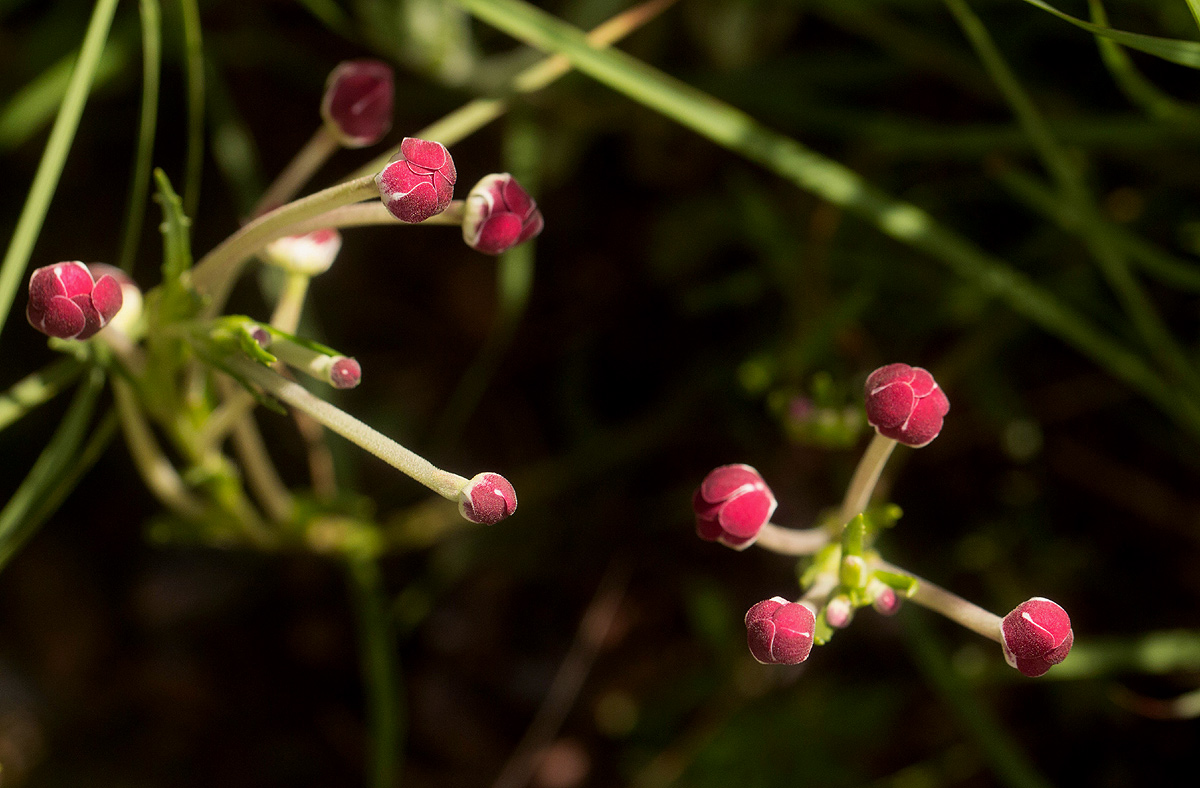 Zaluzianskya tropicalis