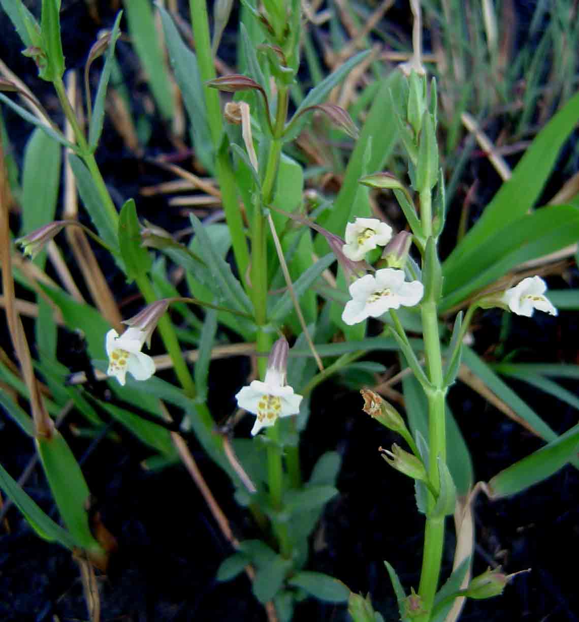 Mimulus gracilis