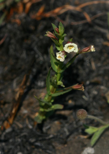 Mimulus gracilis