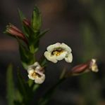 Mimulus gracilis