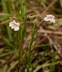 Mimulus gracilis