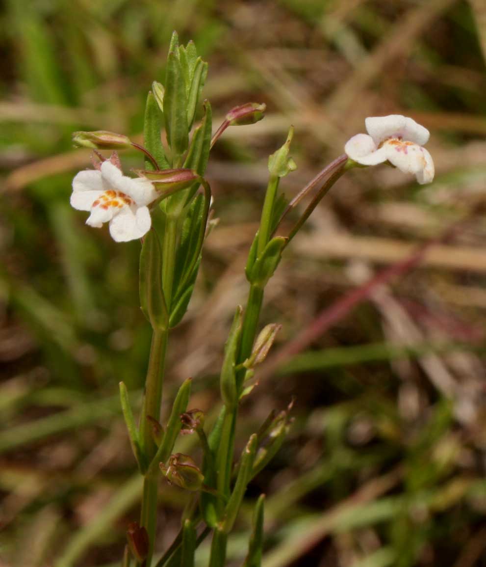 Mimulus gracilis