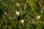Mimulus gracilis