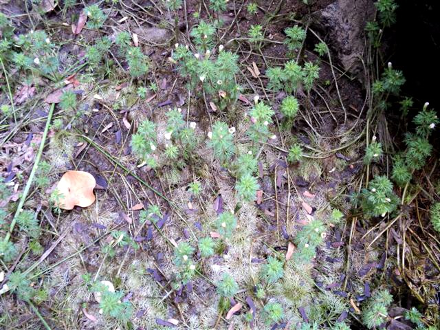 Limnophila indica