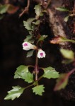 Stemodiopsis buchananii var. pubescens