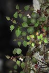 Stemodiopsis buchananii var. pubescens
