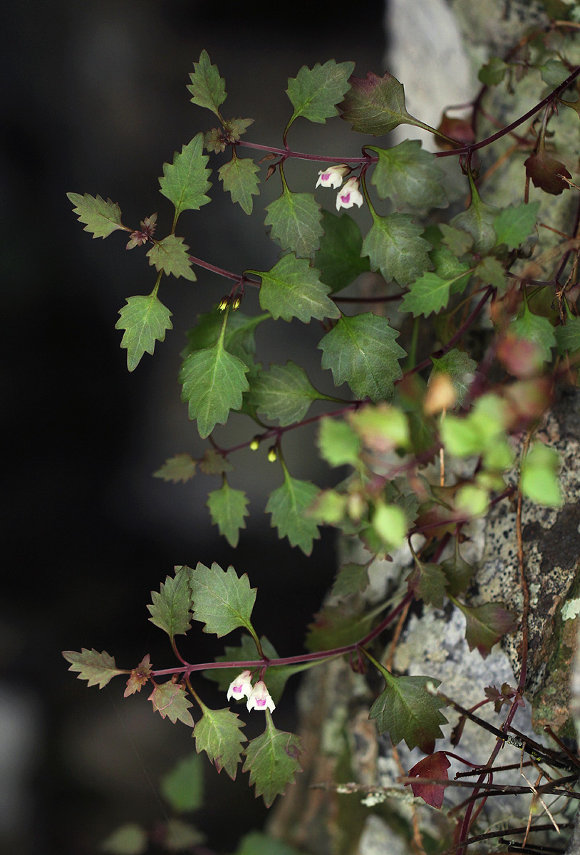 Stemodiopsis buchananii var. pubescens