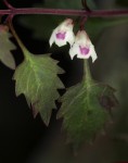 Stemodiopsis buchananii var. pubescens