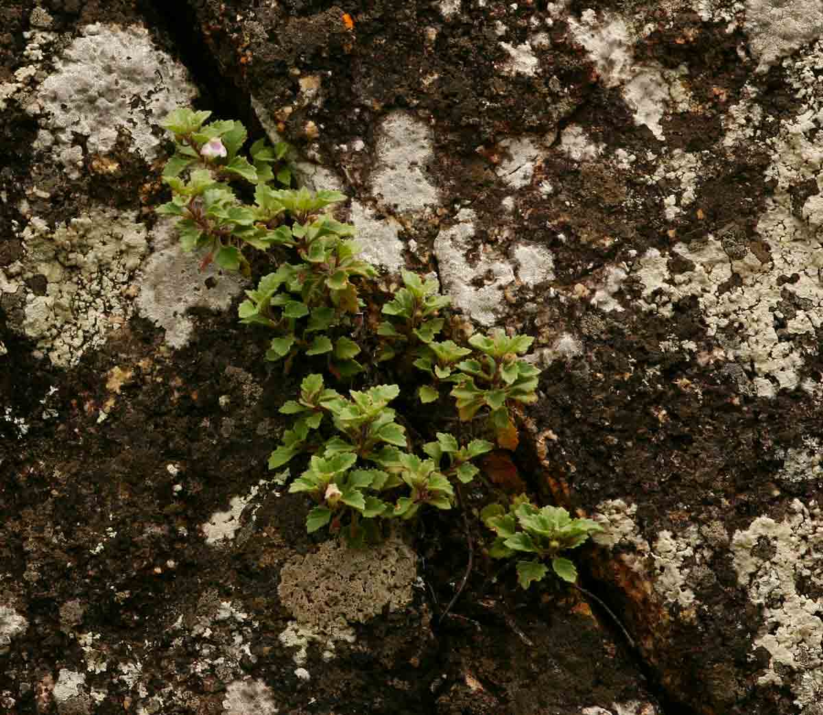 Stemodiopsis rivae