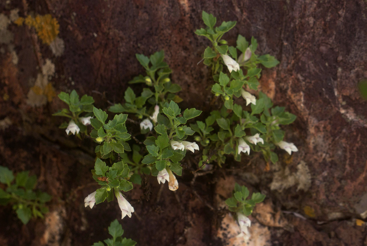 Stemodiopsis rivae