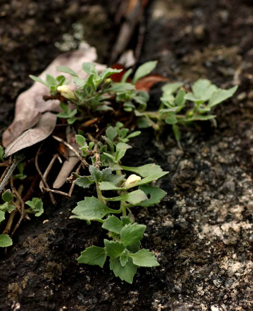 Stemodiopsis rivae