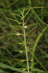 Bacopa floribunda