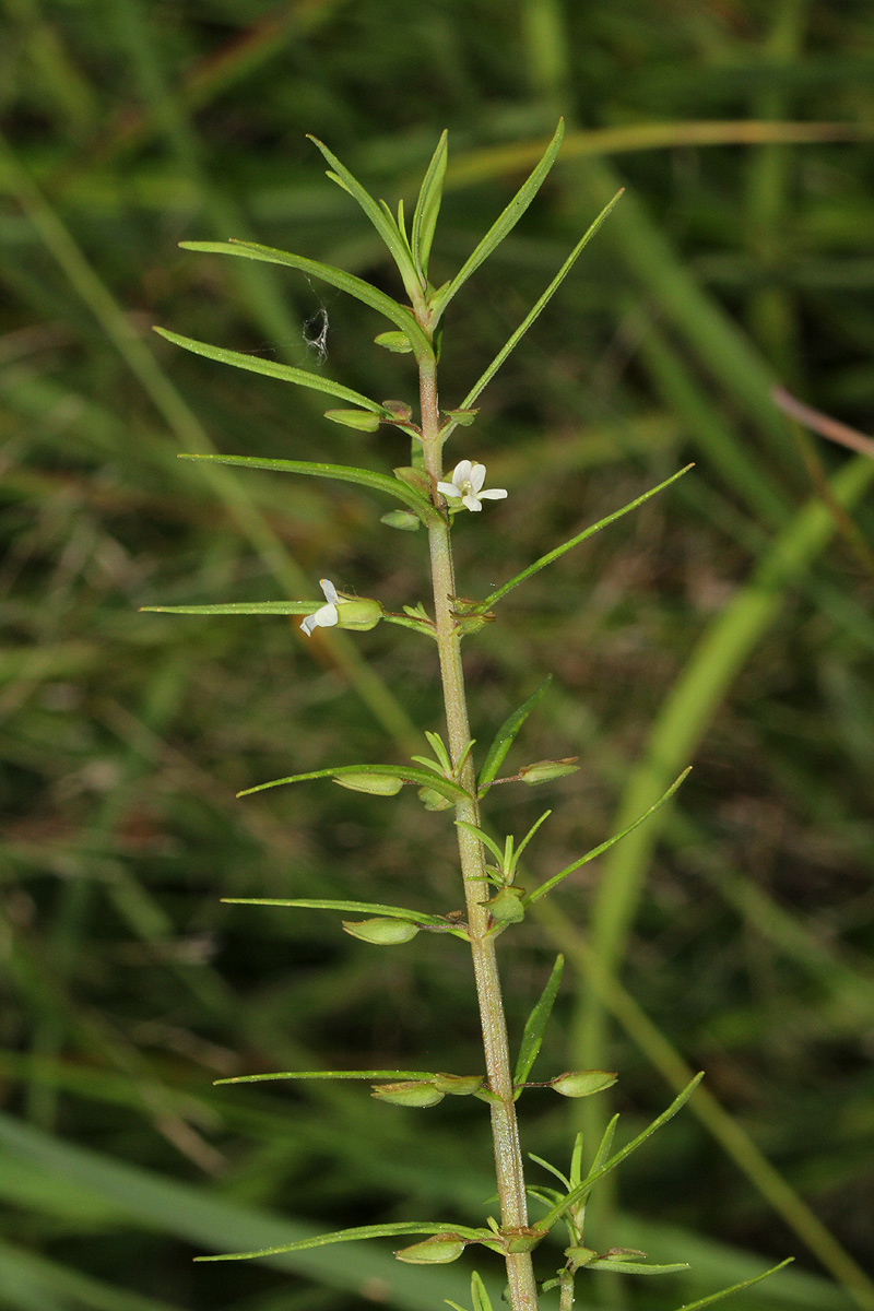 Bacopa floribunda