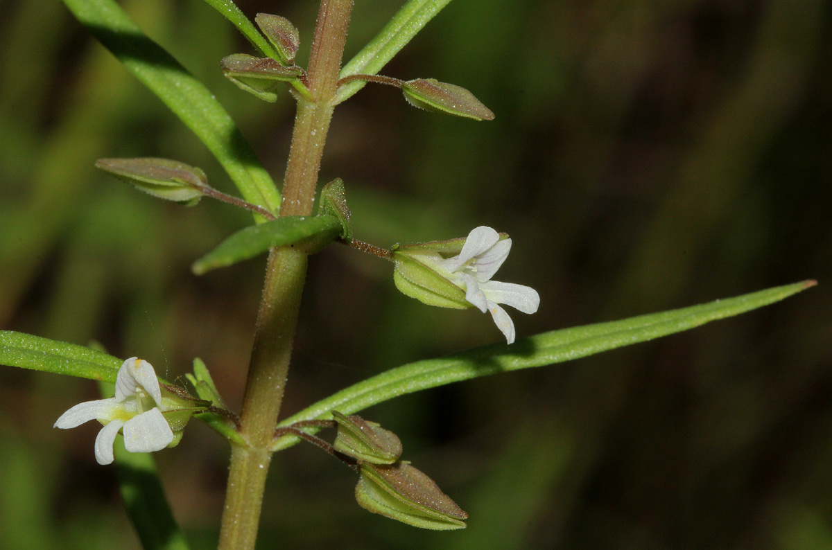 Bacopa floribunda
