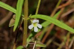 Bacopa floribunda