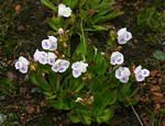 Craterostigma lanceolatum