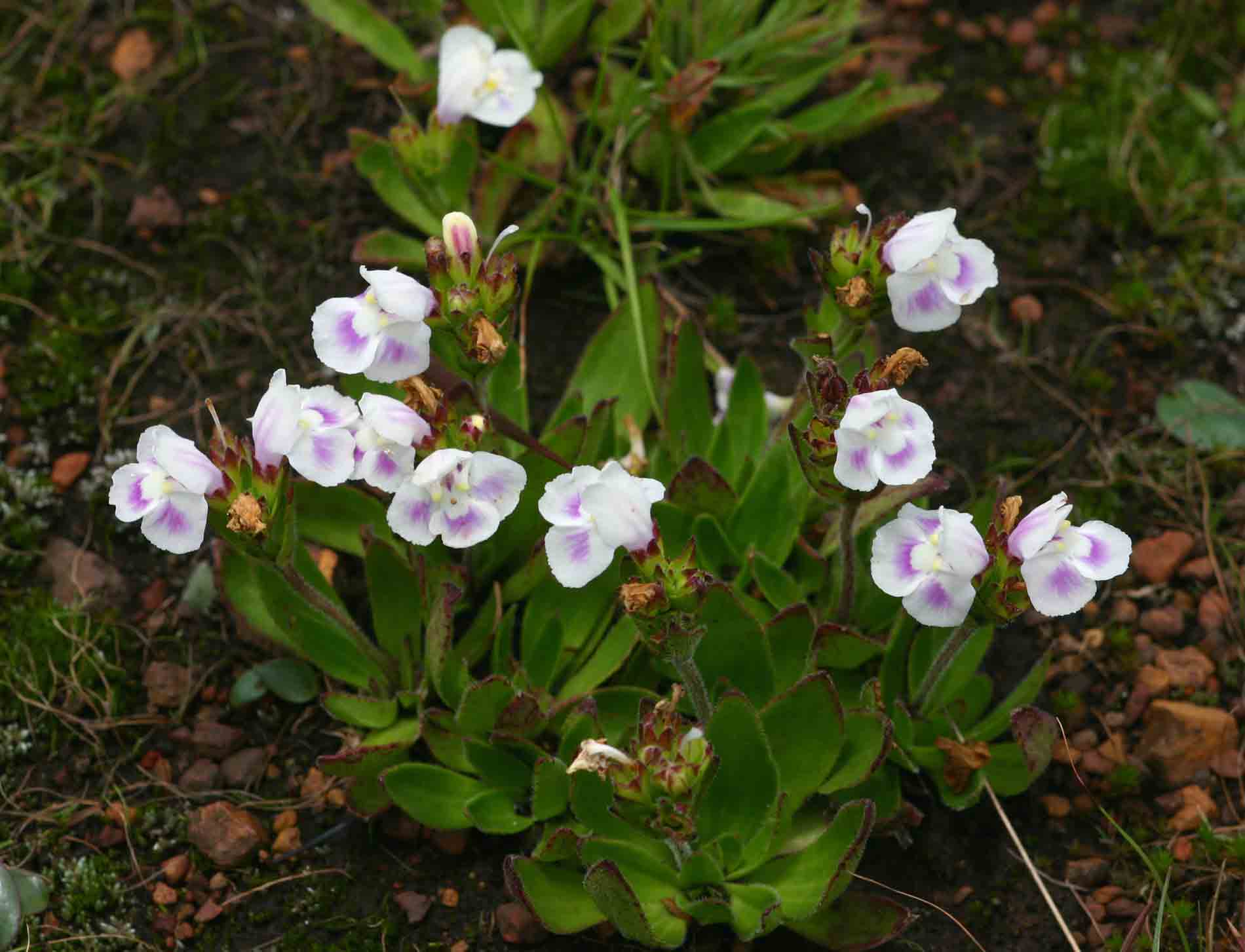 Craterostigma lanceolatum