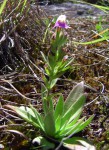 Craterostigma lanceolatum