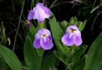 Craterostigma lanceolatum