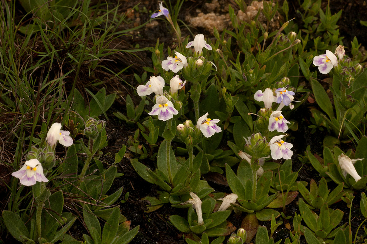 Craterostigma lanceolatum
