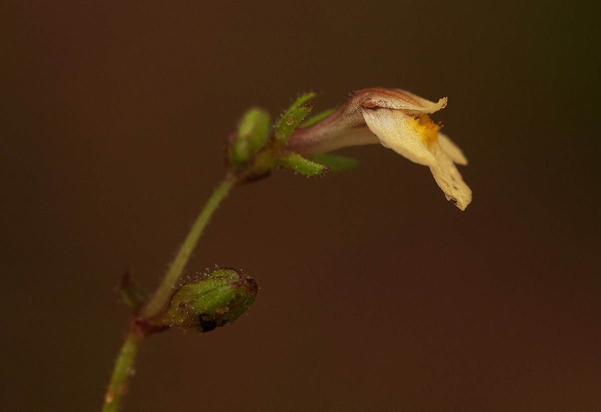 Crepidorhopalon rupestris