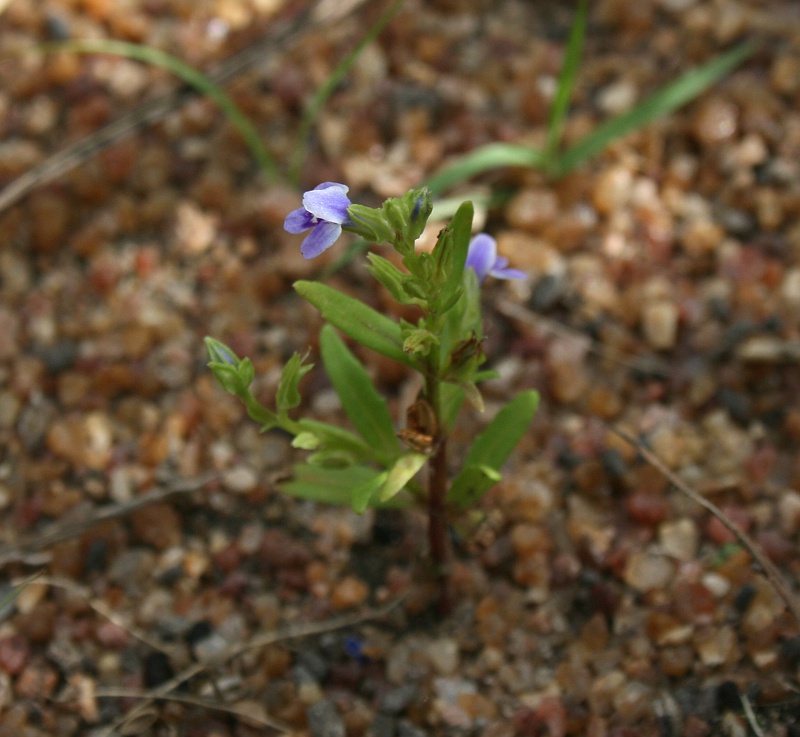 Crepidorhopalon spicatus