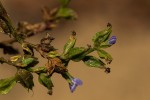 Crepidorhopalon spicatus