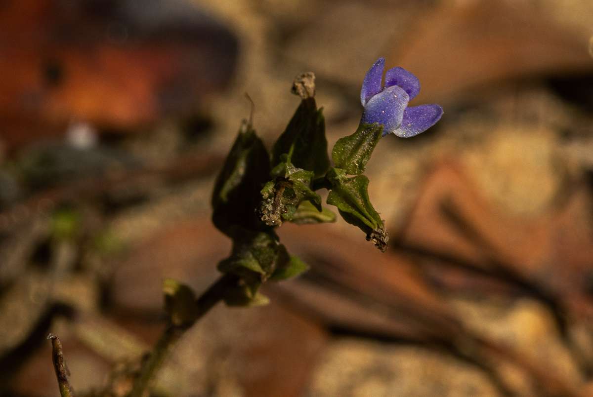 Crepidorhopalon spicatus