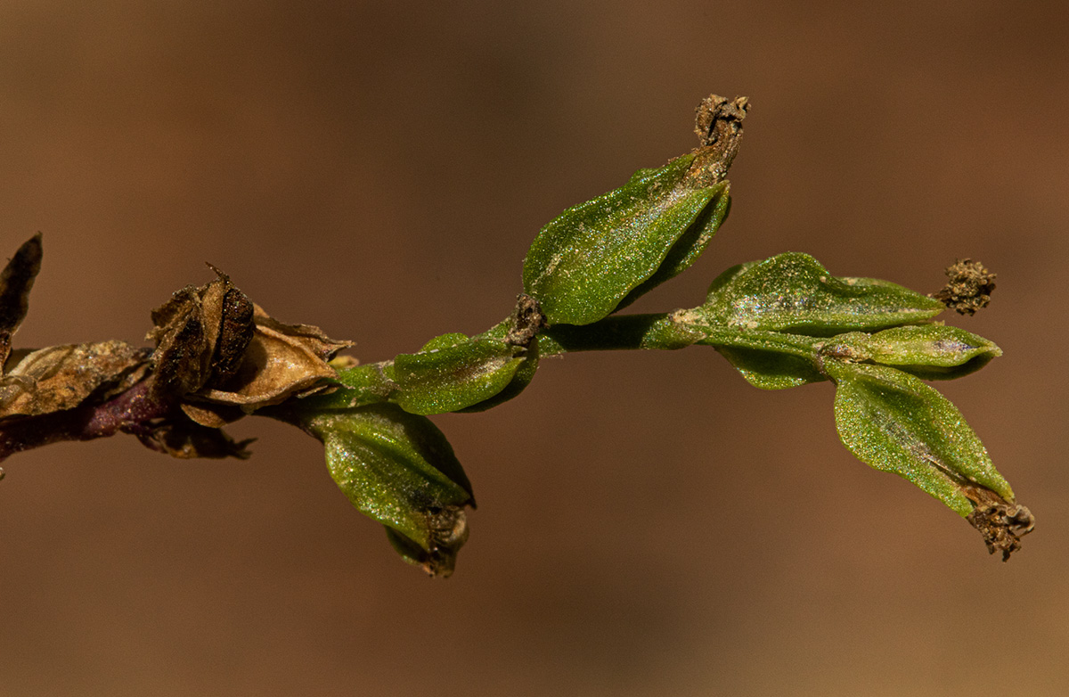 Crepidorhopalon spicatus