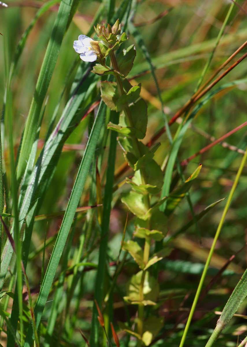 Crepidorhopalon namuliensis