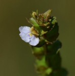 Crepidorhopalon namuliensis