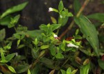 Torenia thouarsii
