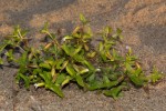 Torenia thouarsii