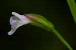Torenia thouarsii