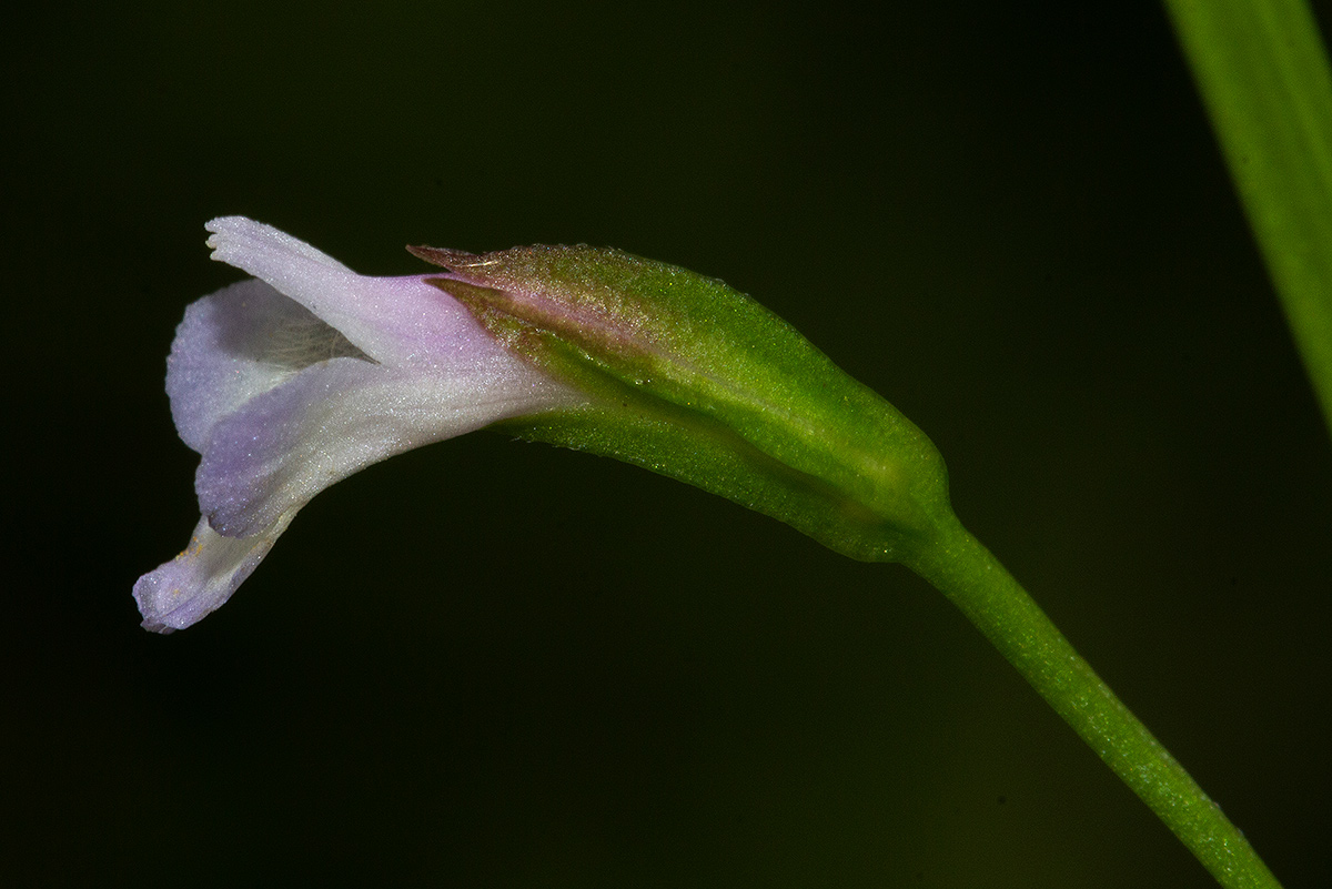 Torenia thouarsii